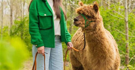 g tur med alpaca kbenhavn|Booking og priser – Alpacawalk